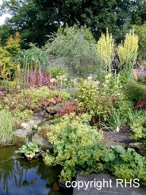 Pond and Rockery